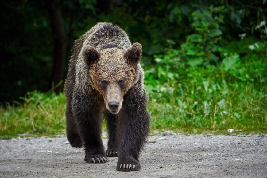 Grizzly bear attacks students, hero teachers who tried to fight it off, leaving 11 injured