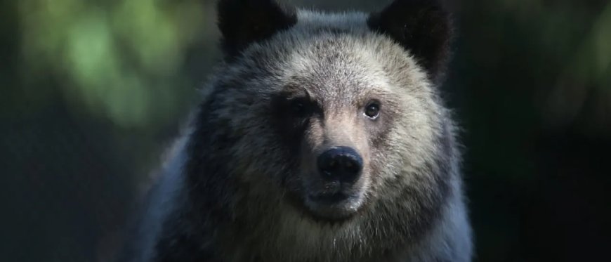 Grizzly Bear Attacks School Trip In Bloody Encounter, Remains At Large