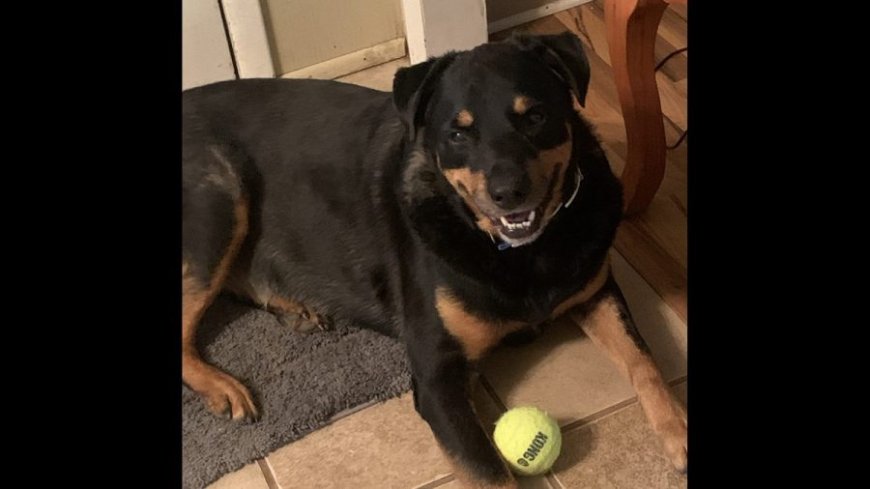 Michigan couple mourns after attacker kills 'hero' dog