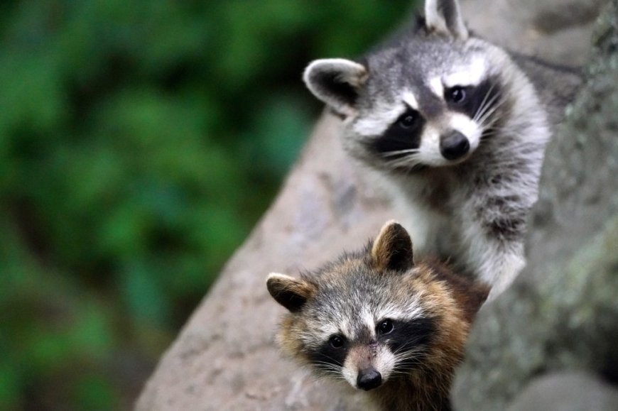 Raccoons are evolving to be as cute and cuddly as pets — and they want inside your homes