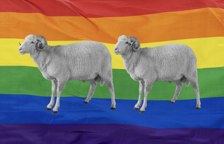 ‘I Wool Survive’: Garments Spun From ‘Gay Sheep’ Receive An NYC Fashion Debut