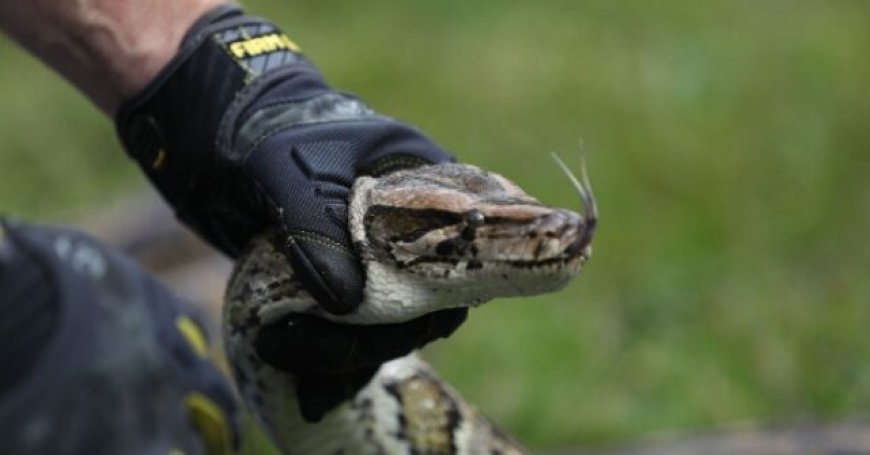 Florida Man Ensnares Huge Python, Told to ‘Put it in the Trash’