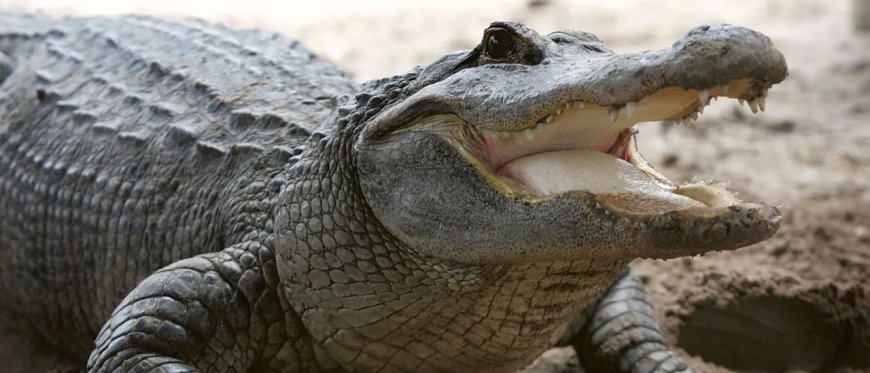 Detroit Mother Finds Alligator In Son’s Bedroom Just Days After His Death