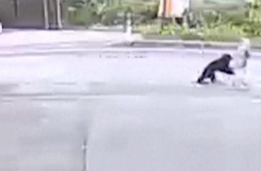 Japan suffered deadliest month of bear attacks in history, with 7 deaths and 88 maulings in October