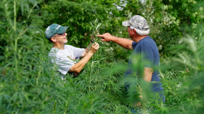 Losing access — and losing hope. Congress must protect non-intoxicating hemp