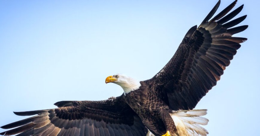 VIDEO -- 'Guts All Over Me': North Carolina Bald Eagle Drops Dead Cat, Smashing Driver's Windshield