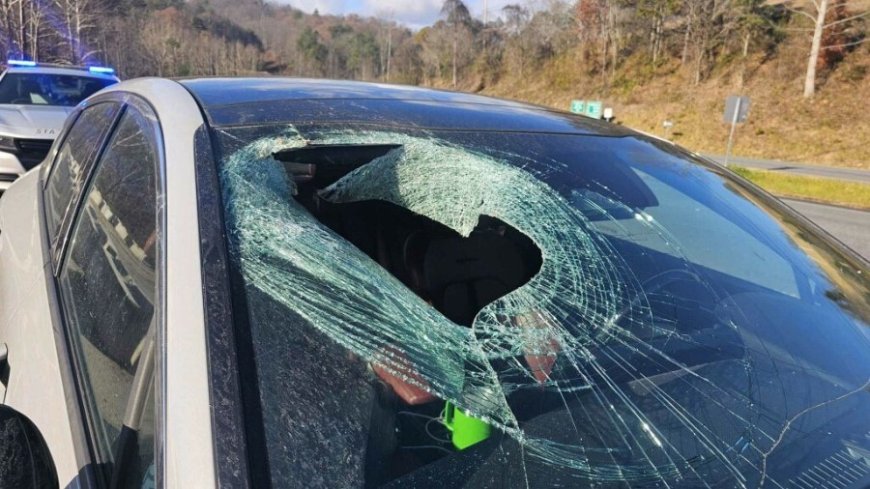 Eagle drops cat through windshield on highway in North Carolina