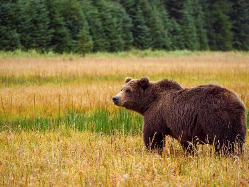 Grizzly attacks schoolchildren and teachers on a walking trail in Canada, injuring 11