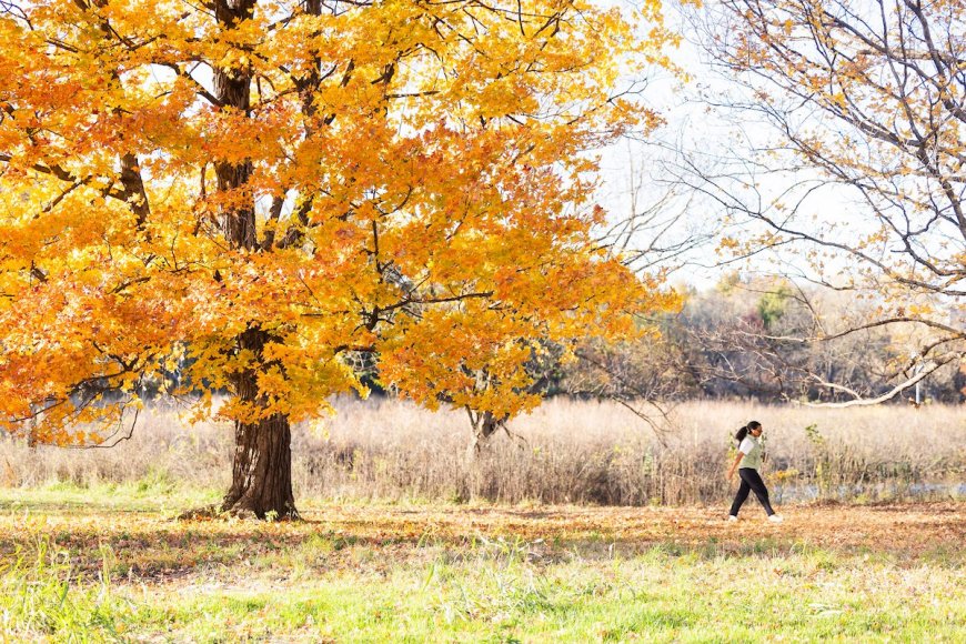 Enjoying Autumn in Forest Park