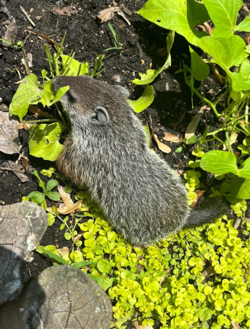 Predicting Spring: The Human Way