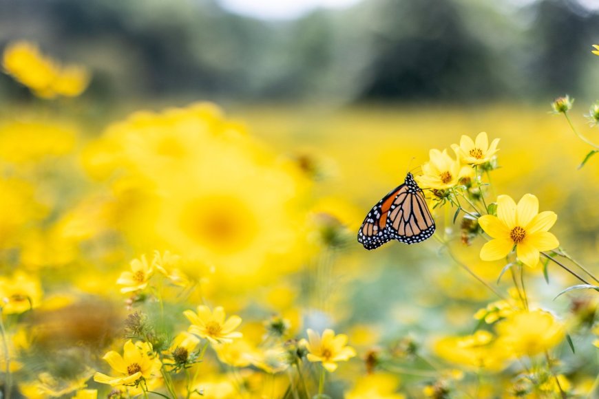 Your 2024 Guide to Fall in Forest Park