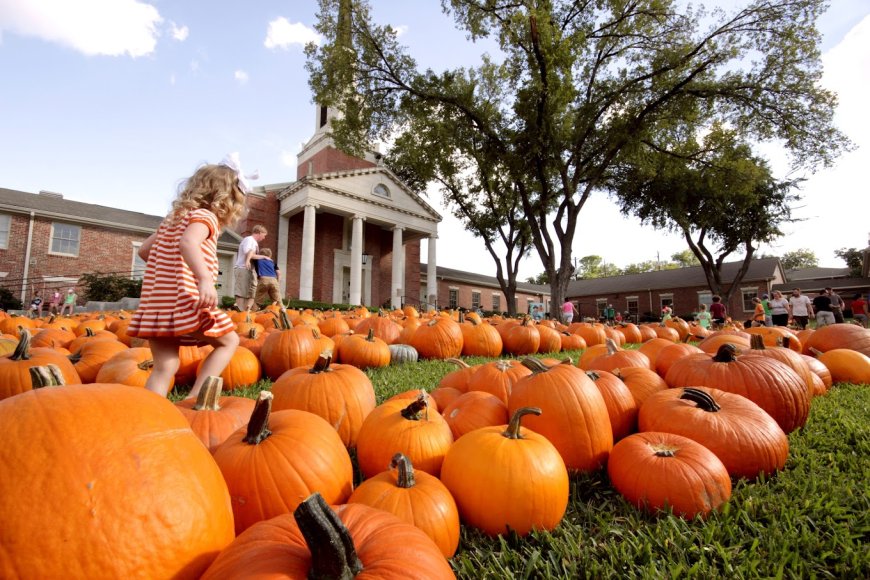 The Best Austin Pumpkin Patches