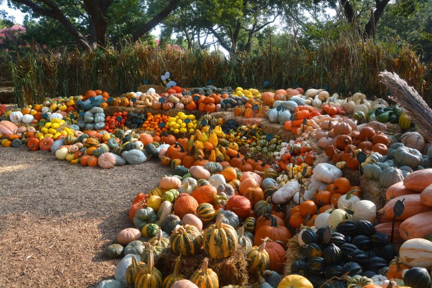 Incredible & Edible Pumpkins
