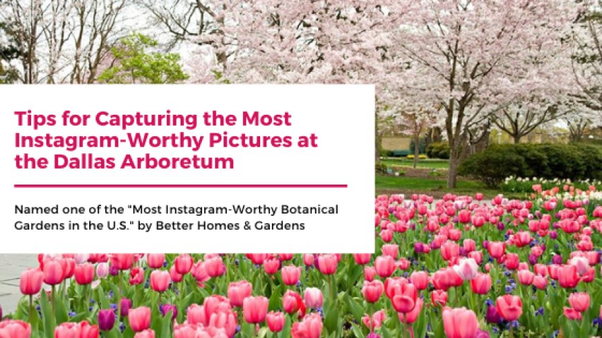 Tips for Capturing the Most Instagram-Worthy Pictures at the Dallas Arboretum