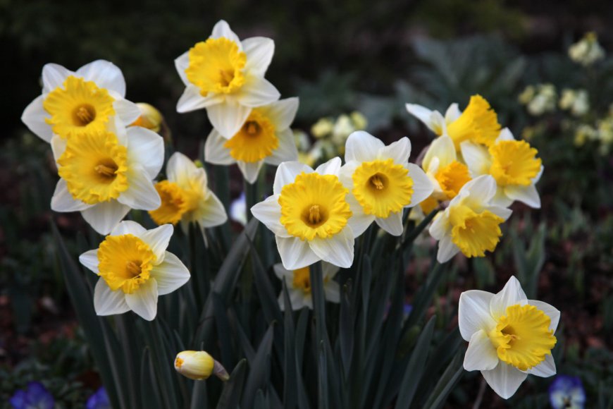 Daffodil Days Are Here At Last
