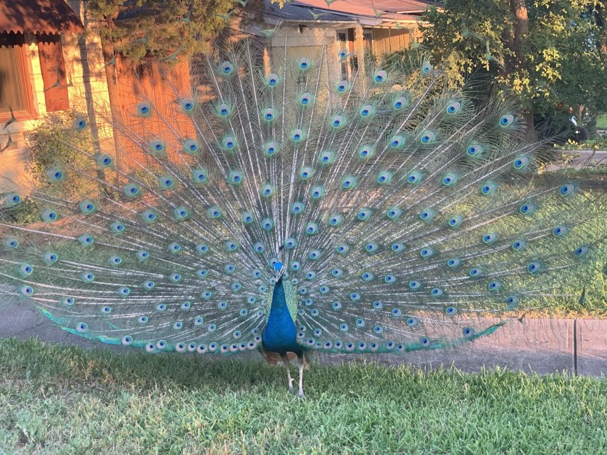 Peacocks and Park Are a Few Perks of This Pair of Houses in East Oak Cliff