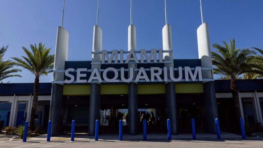 Último día del Miami Seaquarium: tristeza para algunos, alegría para otros