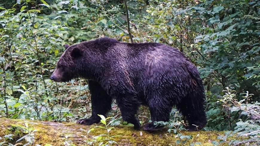 Teachers called 'true heroes' after repelling grizzly bear that attacked school group, injuring 11