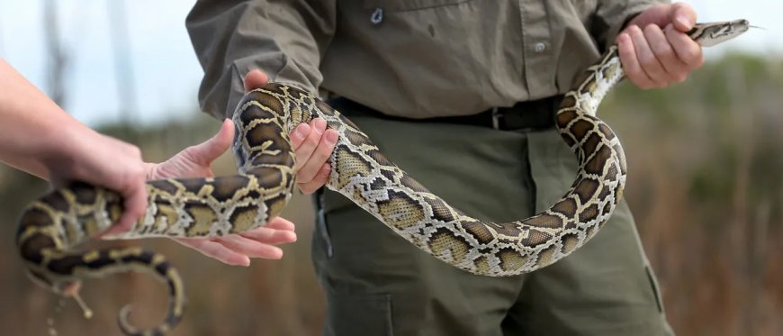 Northern Watersnake Caught On Video Swallowing Massive Catfish In North Carolina