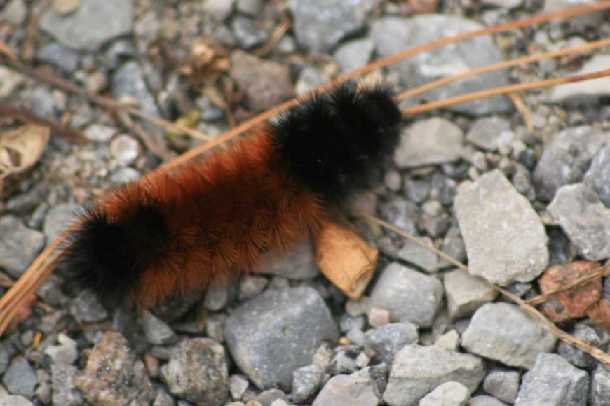 Woolly bear caterpillars: Can they predict winter weather?