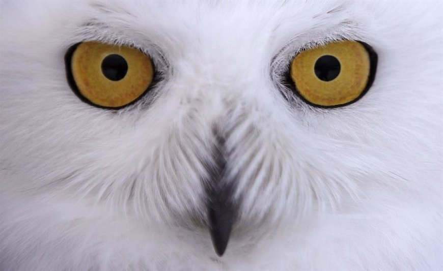 Chicago's North Side Now Buzzing With Snowy Owl Sightings