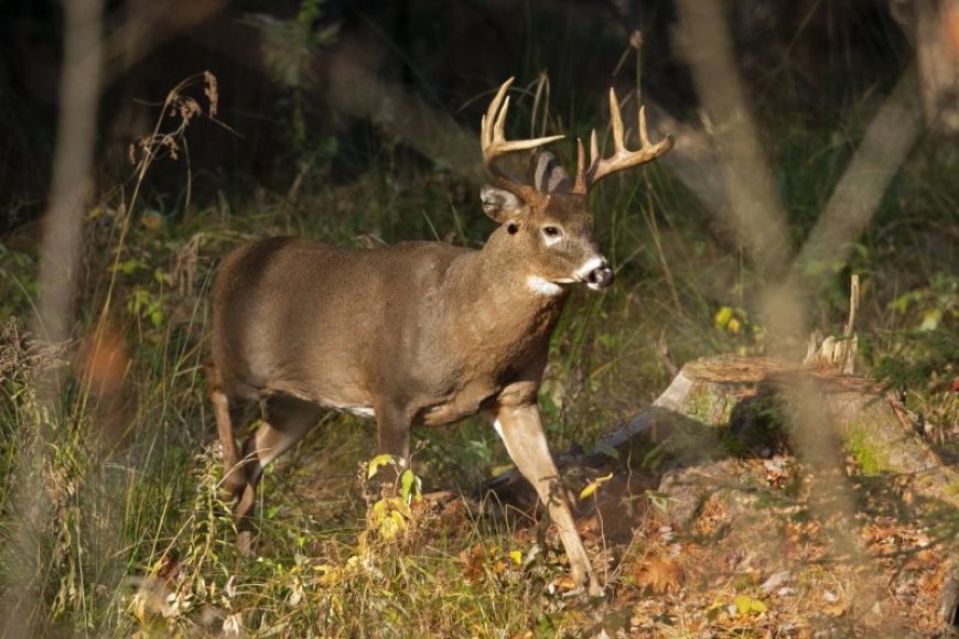 Do you have a constitutional right to hunt and fish in Kansas?