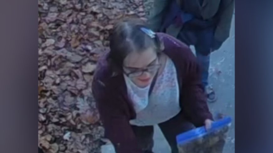 Slender Man stabbing attacker found in Illinois after escape from Wisconsin group home