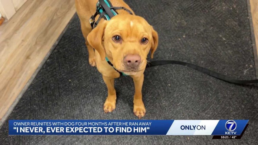News We Love: Shelter reunites lost dog with owner after four months
