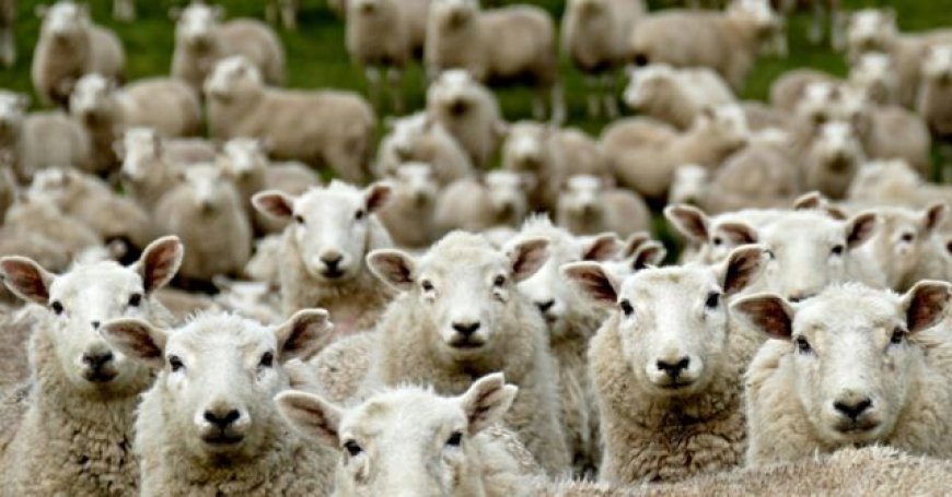 Woke Fashion Designer Uses ‘Gay Sheep’ for Wool in New York Fashion Debut