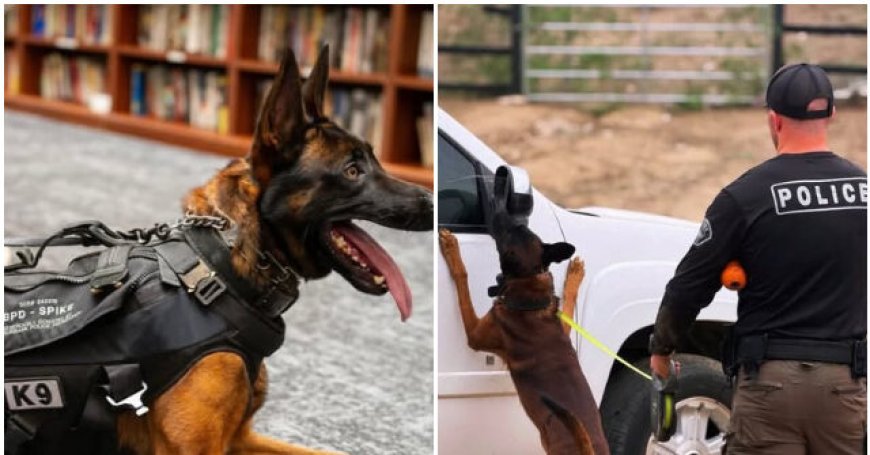 VIDEO: Burbank Police Mourn K-9 Spike Who 'Courageously Gave His Life' in Line of Duty