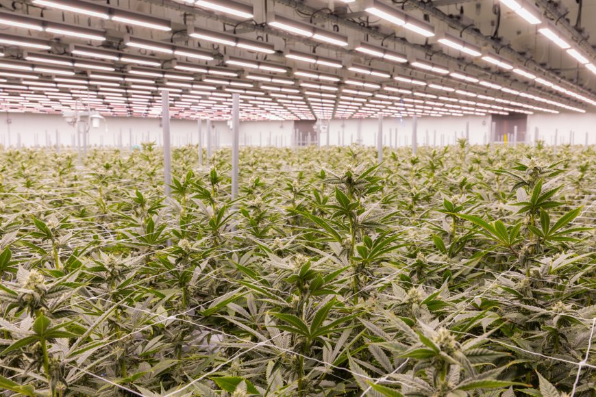 Best of KC 2025: MO Supreme Court saves Missouri weed-consumers millions each month