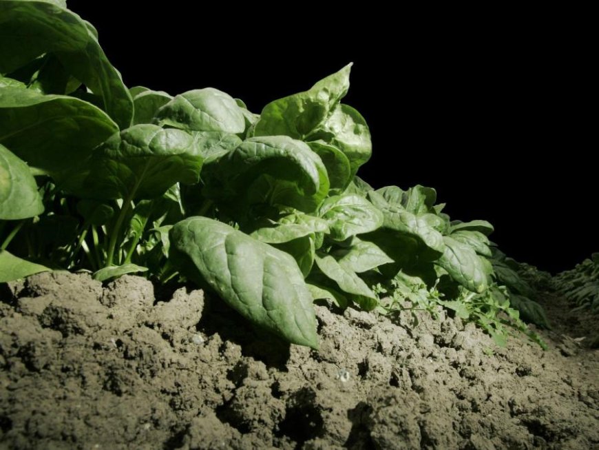 Register for Growing Growers Apprenticeship Bootcamp