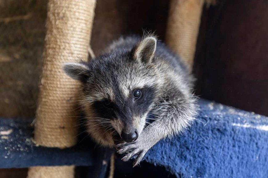 New research suggests urban raccoons across the US show early signs of domestication