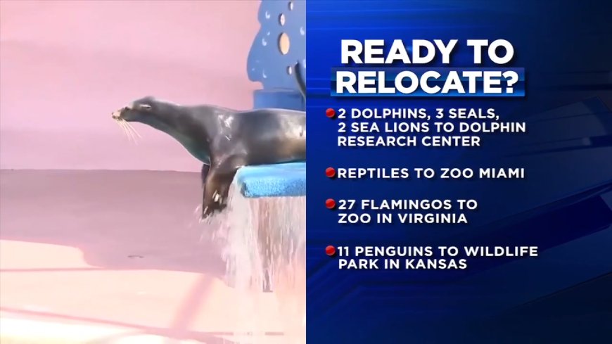 Remaining animals at Miami Seaquarium expected to be relocated, according to bankruptcy files