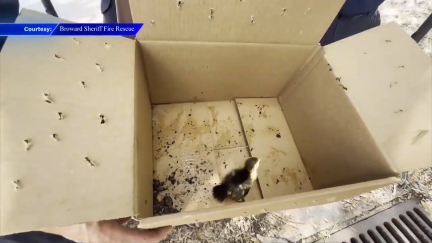 Good Samaritan, BSFR rescues duck trapped in storm drain in Pembroke Park