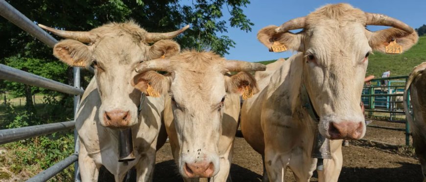 Men On Way To School Shoot Cow In Head For No Reason, Farmers Allege. Police Make Arrests
