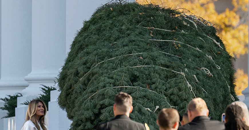First Lady Melania Trump Welcomes, Inspects White House Christmas Tree: 'It's a Beautiful Tree!'