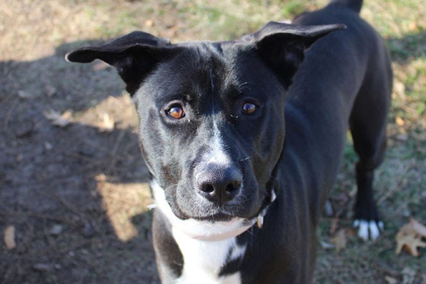 Waifs of the Week: Freya, Heidi, and a snuggle expert named Alpine