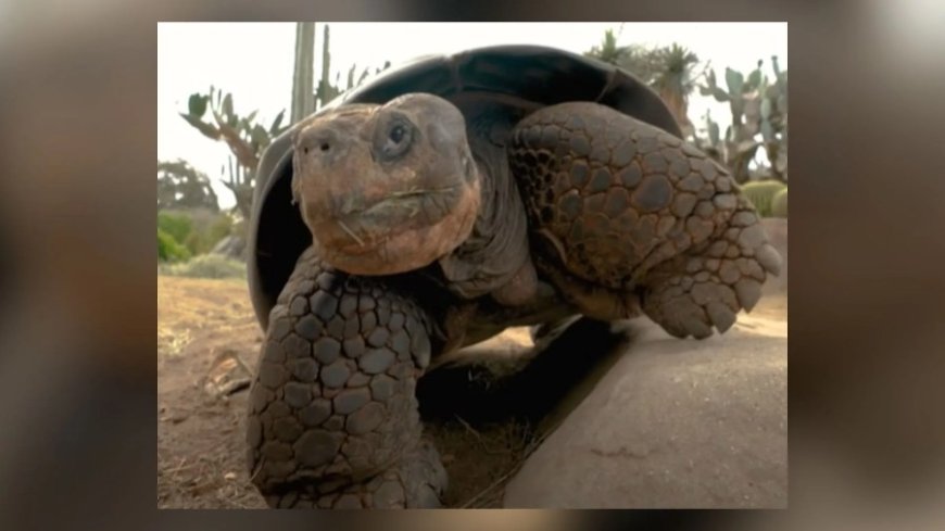 Gramma's gone: San Diego Zoo tortoise dies at about 141