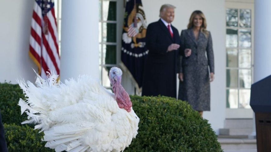Watch live: Trump participates in White House turkey pardoning ceremony