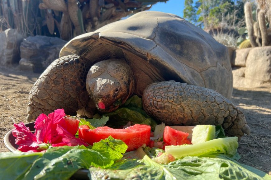 Oldest resident of San Diego Zoo, Gramma the Galapagos tortoise, dies at estimated 141 years old