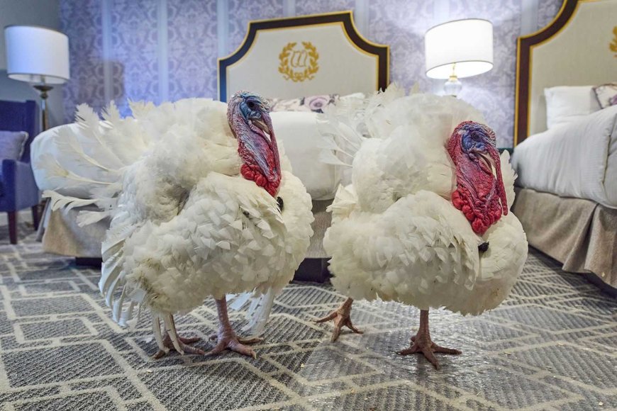 President Trump set to pardon Gobble and Waddle for annual turkey pardon