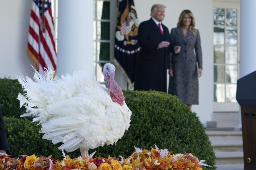 Watch: Trump's Hilarious Pardon for Thanksgiving Turkeys, Gobble and Waddle
