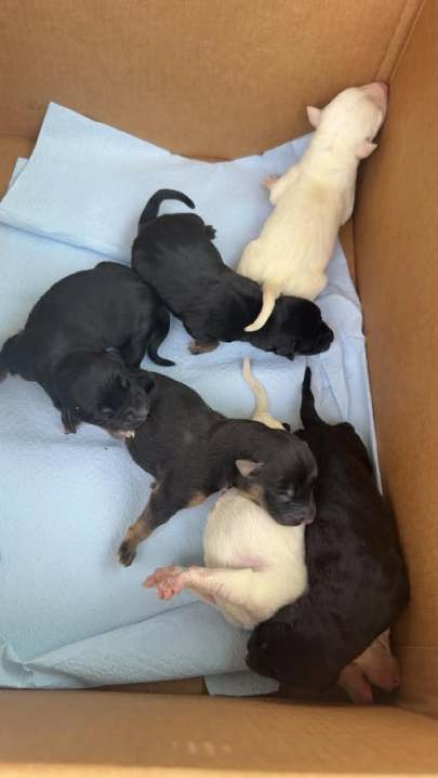 Two arrested on abuse, neglect of eight puppies in Sparta