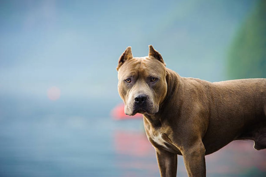 Salina schedules all-mail election on pit bull ban repeal