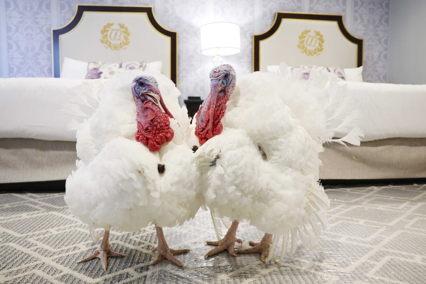 Giving thanks: Two turkeys receive presidential pardons ahead of Thanksgiving