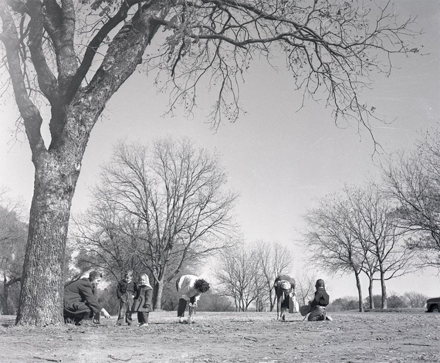 Hunting Pecans in the Park