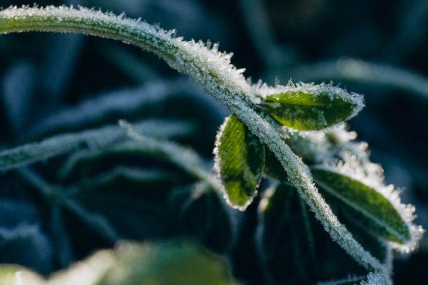 Cold weather locking in next several days