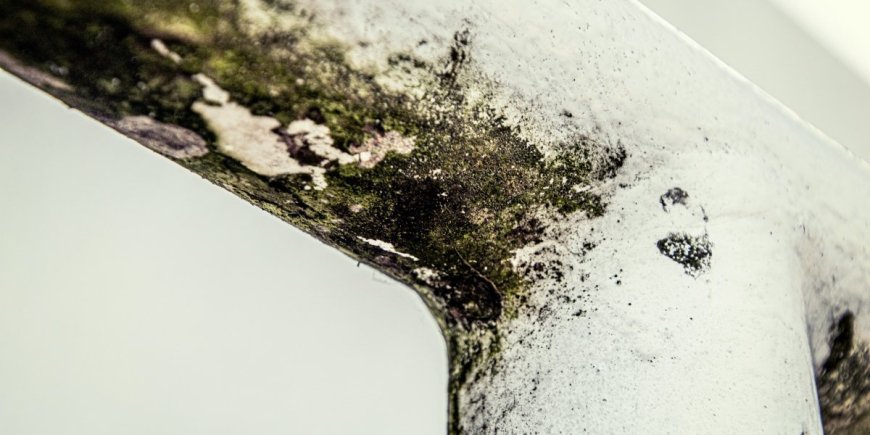 7 Signs of Mold in West Palm Beach Homes and What to Do About It