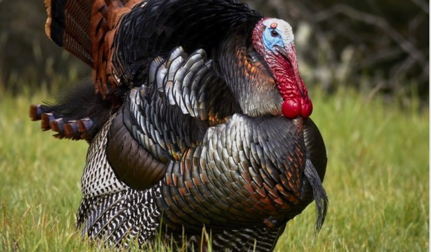 Morning Minute: This Thanksgiving, Let's Talk Turkey